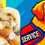 Can a Service Dog Help My Mental Health?